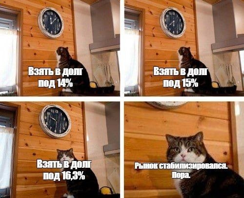 Взять в долг кот